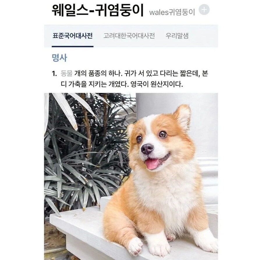 웰시코기.jpg