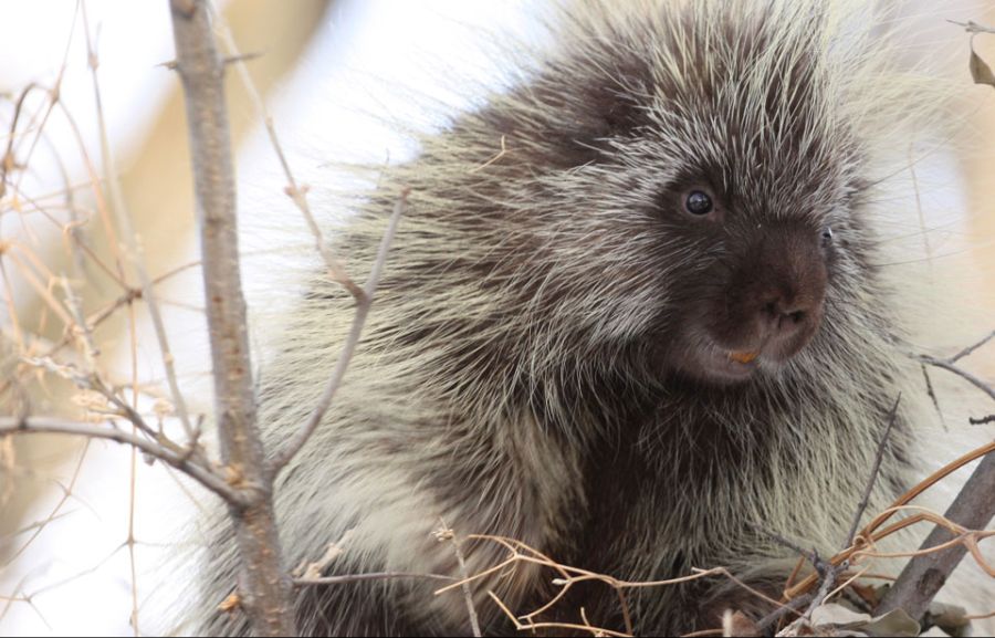 Porcupine.jpg