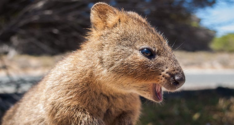 Australian-Quokka-on-Rottnest-Island.-750x400.jpg