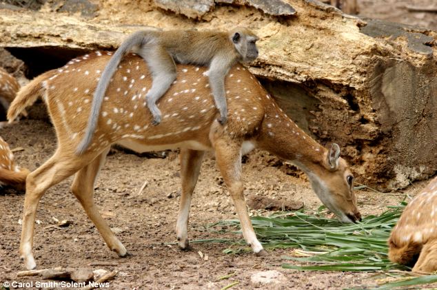 Deer friends Lazy long-tailed monkey makes moving bed out Bambi 2.jpg